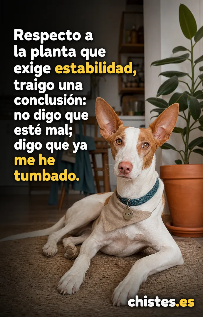 Respecto a la planta que exige estabilidad, traigo una conclusión: no digo que esté mal; digo que ya me he tumbado.